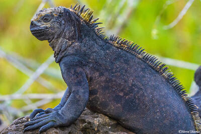Galapagos Iguana