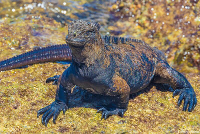 Galapagos Islands Iguana