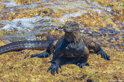 Galapagos Marine Iguana