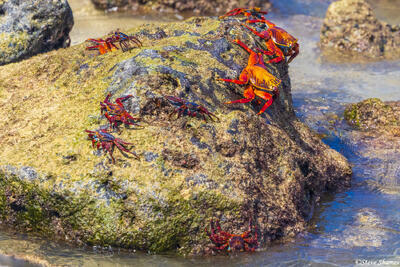 Galapagos  Red Crabs