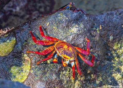 Galapagos Sally Lightfoot Crab