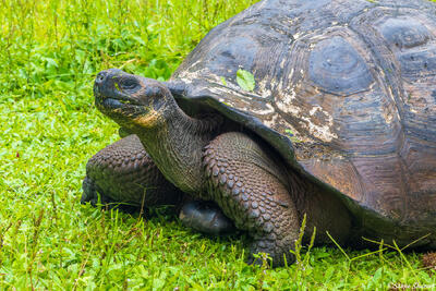 Galapagos Tortoise Walking