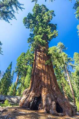 General Grant Tree