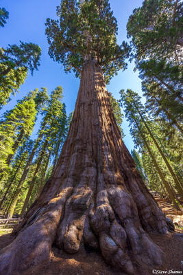 General Sherman Tree