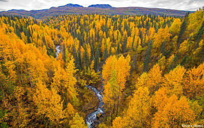 George Parks Highway Vista