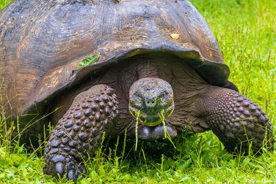 Giant Tortoise Eating