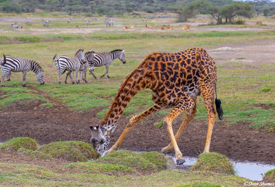 Giraffe Drinking