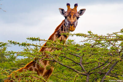Giraffe at Masai Mara