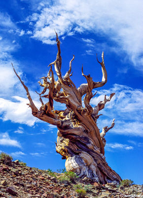 Gnarly Bristlecone Tree