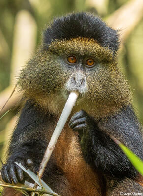 Golden Monkey Chewing Bamboo