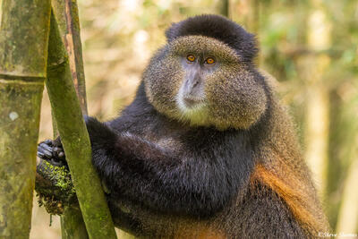 Golden Monkey Close Up