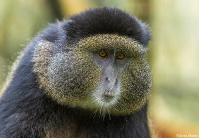 Golden Monkey Face