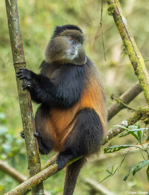 Golden Monkey of Rwanda