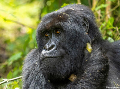 Gorilla Close Up