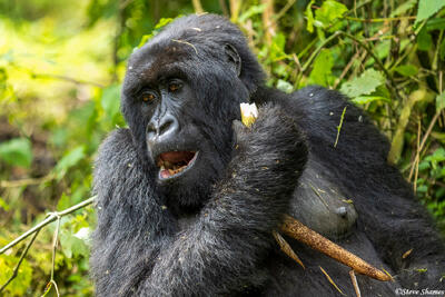 Gorilla Eating