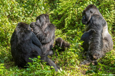 Gorilla Family
