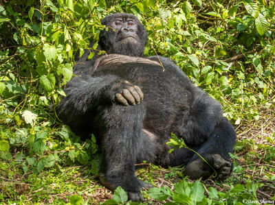 Gorilla Laying Down