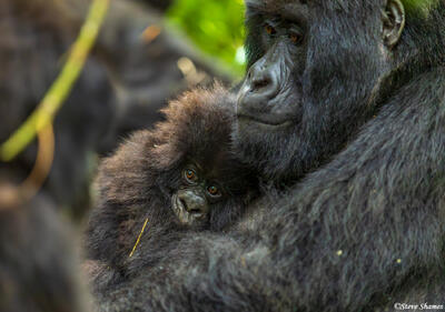 Gorilla Mother and Baby