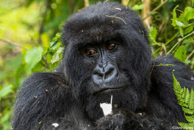 Gorilla Portrait