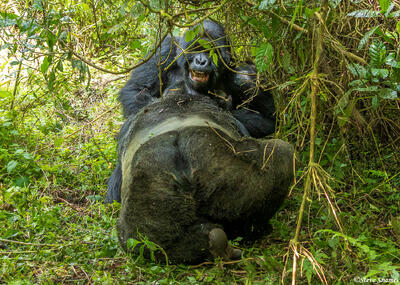 Gorillas Wrestling