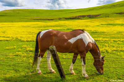 Grazing Horse