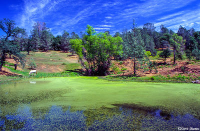 Green Pond