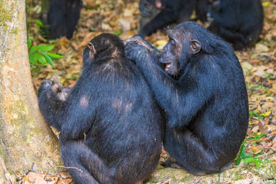 Grooming Chimpanzees