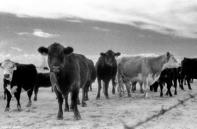 Group of Cows