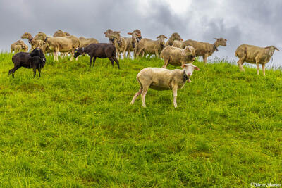 Gruyere Switzerland Sheep