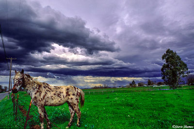 Gunmetal Sky Spotted Horse