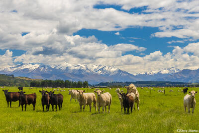 Happy New Zealand Cows