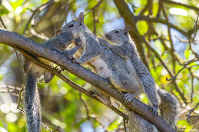 Happy Squirrel Family