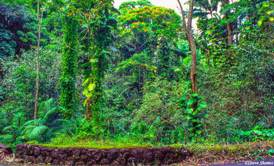 Hawaii Jungle