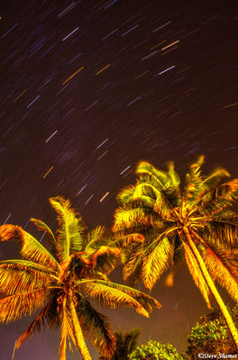 Hawaiian Palmtrees Night