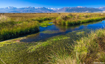 Highway 395 Cow Pasture