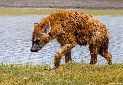 Hyena Crawling Out of Water