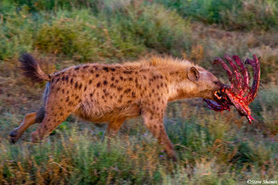 Hyena Rack of Ribs