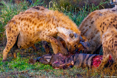 Hyenas Eating