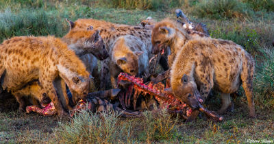 Hyenas Eating Zebra