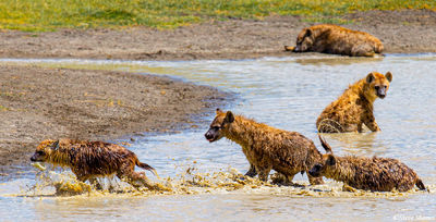 Hyenas Playing in Water