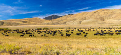 Idaho Cattle Ranch