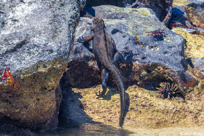 Iguana Climbing Rock