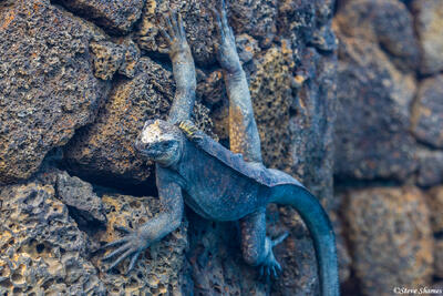 Iguana Clinging to Rocks