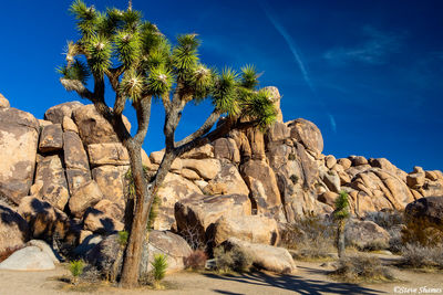 Joshua Tree Cactus