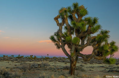 Joshua Tree Sunset