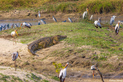 Katavi-Birds Surrounding Crocodile