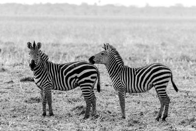 Katavi-Black and White Zebras