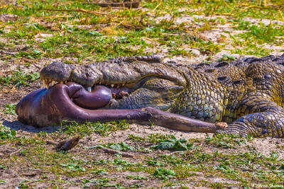 Katavi-Croc With Hippo Hide