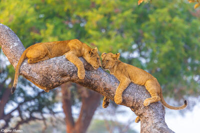 Katavi-Cubs in Tree