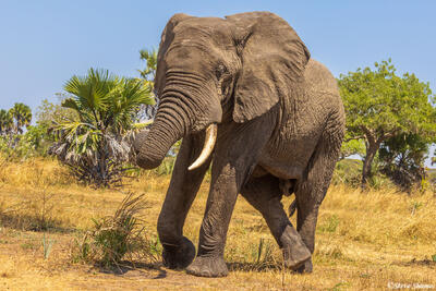 Katavi-Dancing Elephant